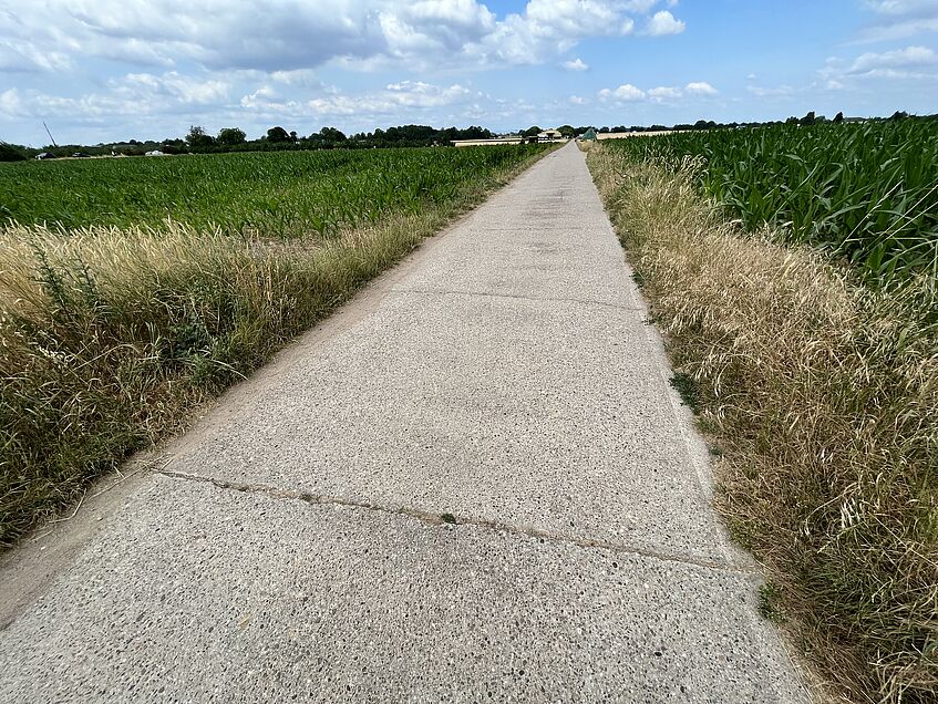 Gerader Betonweg mit Dehnfugen zwischen Feldern unter blauem Himmel.