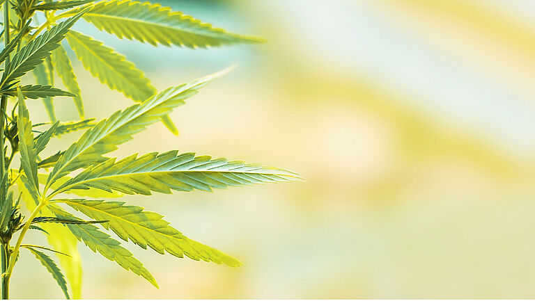 Links im Bild ist der Ausschnitt einer Cannabispflanze zu sehen.