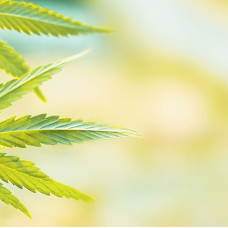 Links im Bild ist der Ausschnitt einer Cannabispflanze zu sehen.