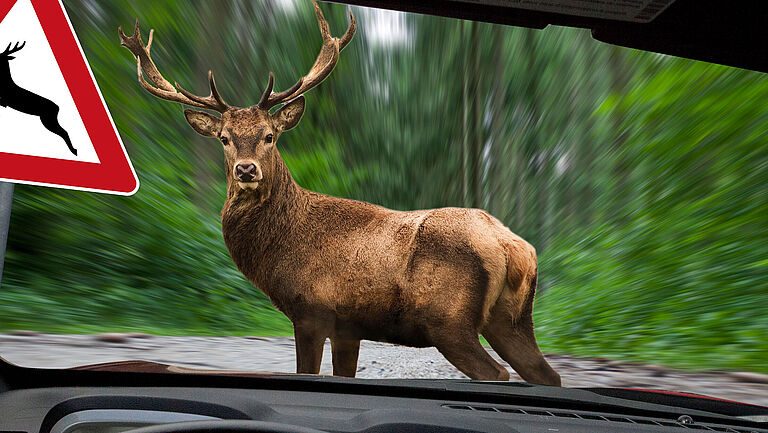Blick durch eine Autofrontscheibe: Ein Hirsch steht auf der Straße, vor dem Auto, den Blick Richtung Fahrzeug.