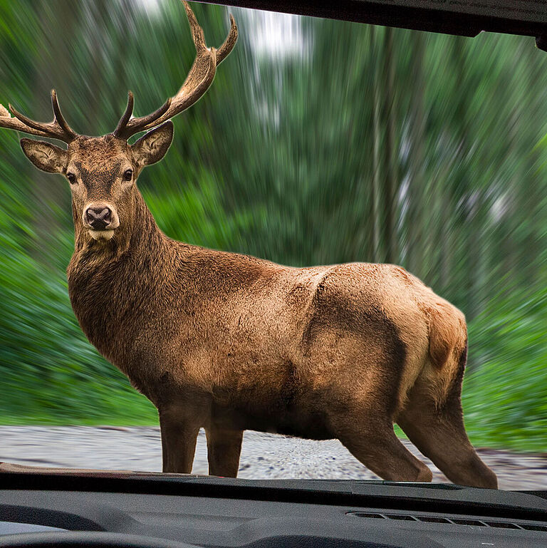 Blick durch eine Autofrontscheibe: Ein Hirsch steht auf der Straße, vor dem Auto, den Blick Richtung Fahrzeug.