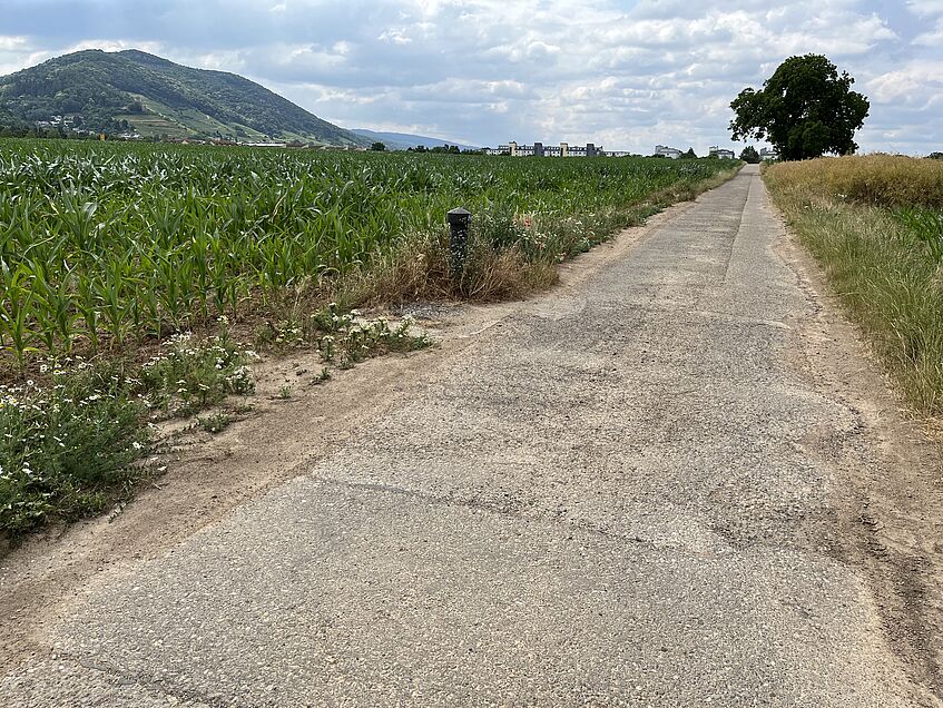 Schmaler Feldweg zwischen Maisfeld und Hügeln unter bewölktem Himmel.
